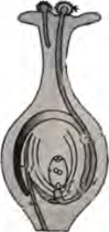 Cut the ovary open and this ovule inside it is where fertilization takes place.