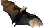 Bat: it flies on wings of skin stretched between its fingers, and its body is covered with hair