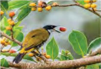 A bird eats the ripe fruit of a banyan, and the seed leaves its body with the droppings somewhere else.