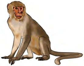 A monkey in the jungle, happy, active and free.