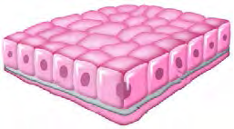Cubical epithelium: one layer of cube shaped cells, the tissue that lines kidney tubules and gland ducts