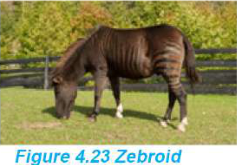 Zebroid: a horse's body carrying the zebra's stripes