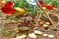 Pomato: tomatoes on the stem above the soil and potatoes underground