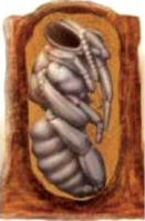 The pupa lies still in its sealed cell while its legs, wings and mouthparts take shape