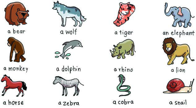 Twelve animals to compare. Pick any two and say which is faster, heavier, stronger or more dangerous.
