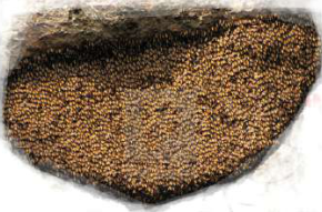 A natural hive: a large comb built by the bees themselves, covered with bees.