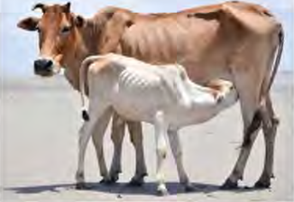 A calf born to its mother is the result of a male and a female sex cell joining.