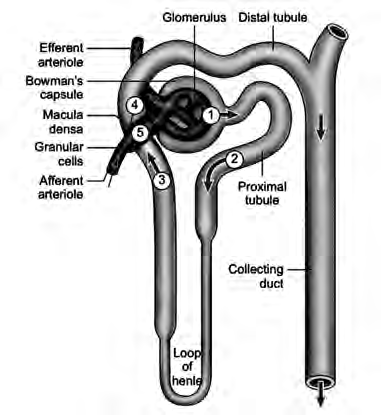 A single nephron: a long winding tube begins at the capsule around the glomerulus and ends by joining the collecting duct