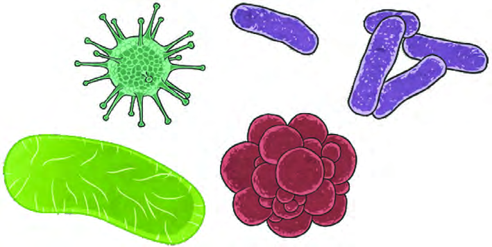 Viruses and bacteria are the living forms with the simplest structure of all.