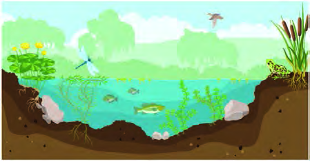 A pond ecosystem: water, soil and light together with plants, fish, a frog and birds, all living in one place.