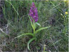 Panchaule is a rare orchid of Nepal's high mountain pastures. Its root is shaped like a hand with five fingers.