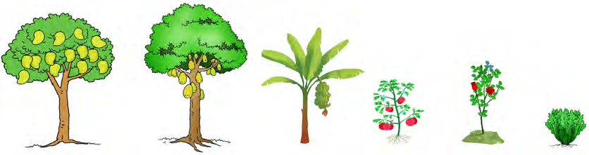 Mango, jackfruit, banana, tomato, rose and leafy greens. Whether it is a tall tree or a small plant, anything green is a producer.