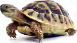 A tortoise, its back covered by a hard shell