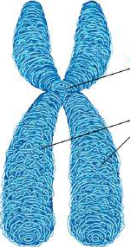 Structure of a chromosome: the narrow knot in the middle is the centromere, and the two identical long halves joined there are the sister chromatids.