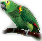 Parrot: a strong curved beak, and forelimbs folded as wings