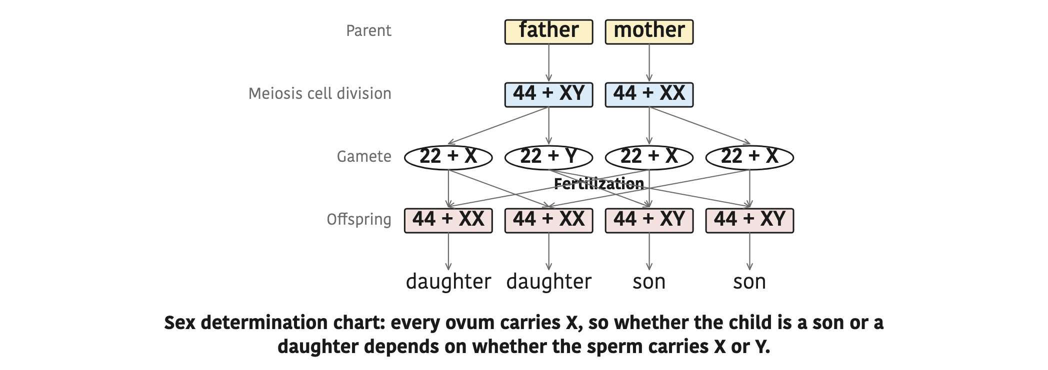 Sex determination chart: every ovum carries X, so whether the child is a son or a daughter depends on whether the sperm carries X or Y.