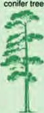 A conifer tree is multicellular, its cells are eukaryotic and it is a producer, so it belongs to the kingdom Plantae.
