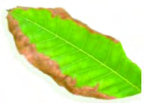 A leaf whose edges have browned and dried.