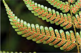 The spores are made inside these dots that sit on the underside of a fern leaf.