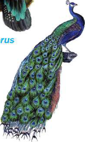 Peacock: long tail feathers, yet the same body plan as every other bird