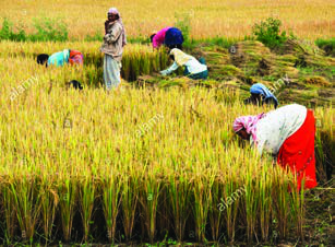 Harvesting rice by hand: many workers, simple tools, and days of labour for one field.