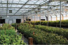 A large greenhouse with vegetables and seedlings growing under a glass roof.
