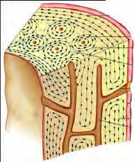 Transverse section of a bone: osteocytes arranged in rings within the hard, calcium filled ground