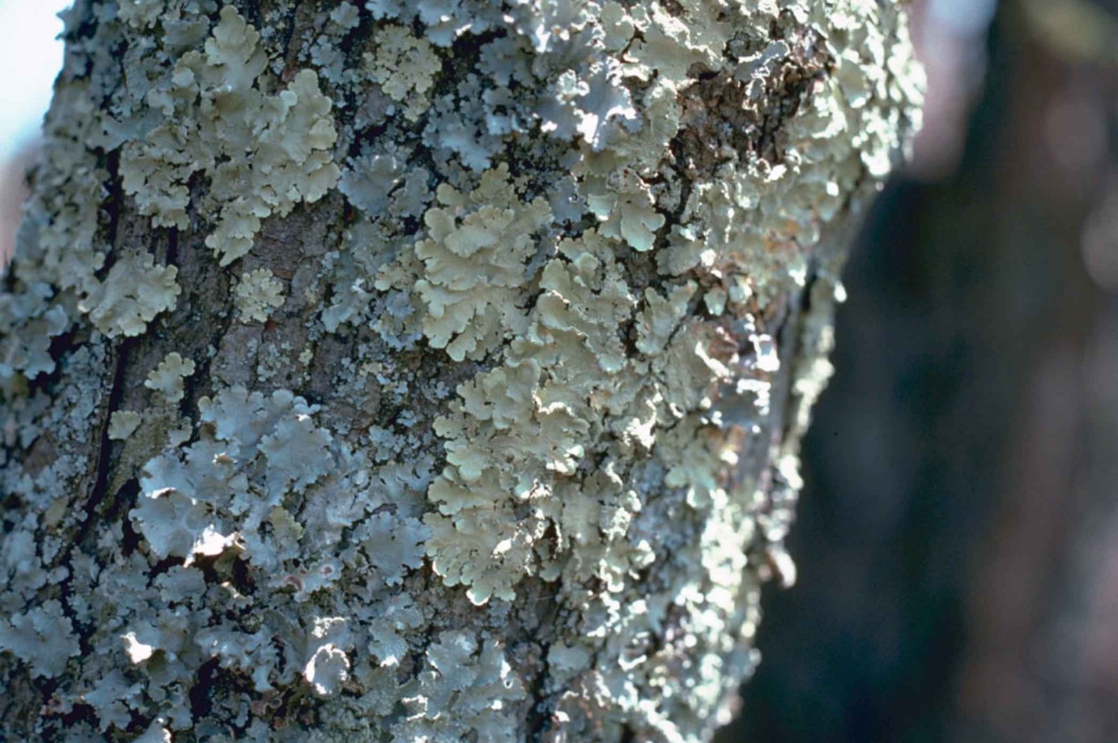 Lichen growing on tree bark: the shared life of an alga and a fungus