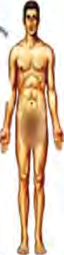 The complete human body, which is what all the systems working together add up to and is the last level of this whole chain.