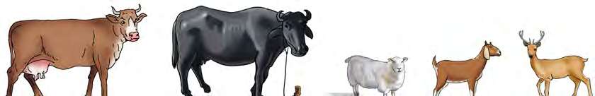 Cow, buffalo, sheep, goat and deer. Every one of them eats only plants, which is what makes them primary consumers.