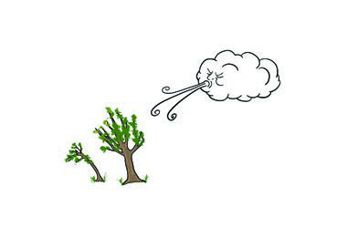 Wind bending two small trees: windy weather.