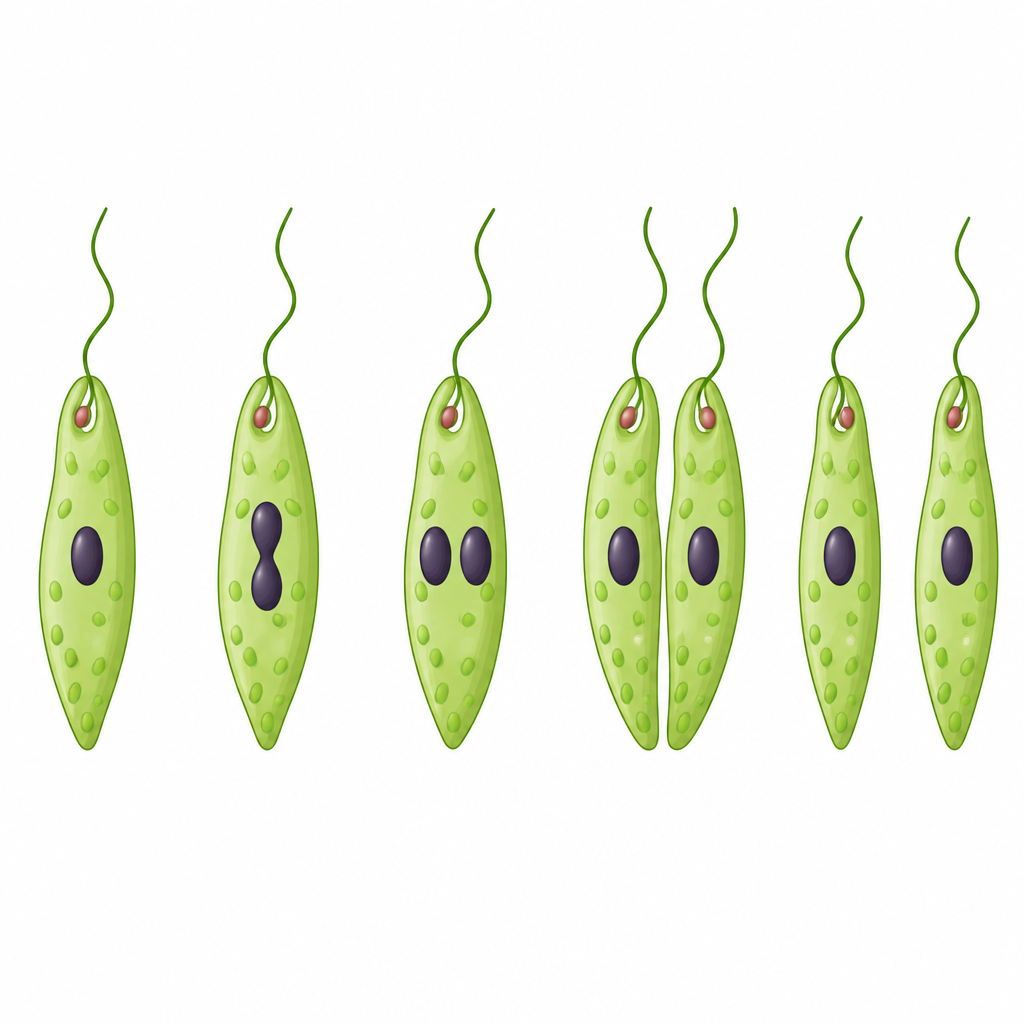 One euglena turns into two separate organisms as the nucleus divides first and the cytoplasm afterwards.