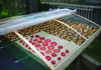 Vegetables drying under a transparent cover; the Sun's heat gets in while dust and insects stay out.