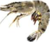 Prawn: a water-living arthropod with a segmented body