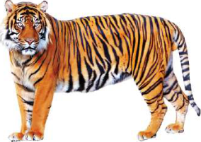 The Bengal tiger lives in the forests and grasslands of the Terai and is one of Nepal's endangered animals.