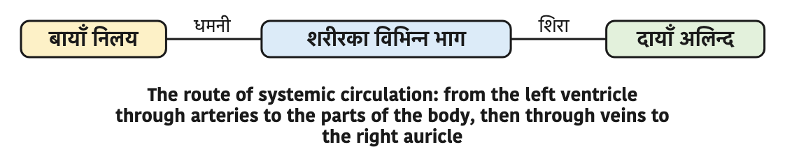 The route of systemic circulation: from the left ventricle through arteries to the parts of the body, then through veins to the right auricle