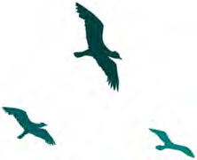 Birds high in the sky, free to go round the world.