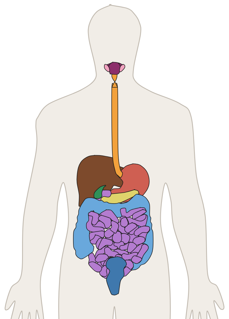The canal that runs unbroken from the mouth to the anus, with the liver, the gall bladder and the pancreas lying beside it.