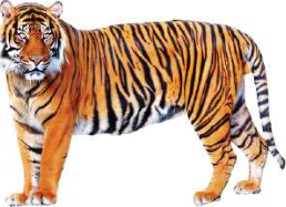 Tiger: a vertebrate that gives birth to its cubs.