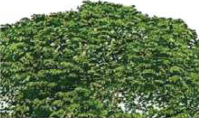 Sajiban grows as a thick, leafy bush. Animals do not graze on it, so it makes a living fence.