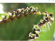 Tiny plantlets standing in a row along the notched edge of a bryophyllum leaf.