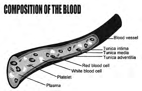 Red blood cells, white blood cells and platelets floating in plasma inside a blood vessel