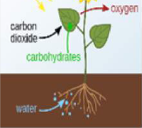 Photosynthesis: a green plant uses carbon dioxide and water in sunlight to make carbohydrates and give out oxygen.