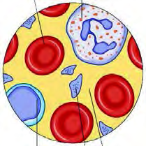 Blood: red blood cells, white blood cells and platelets floating in the yellow plasma