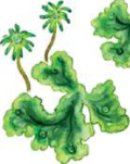 Marchantia: a bryophyte with a flat thallus body.