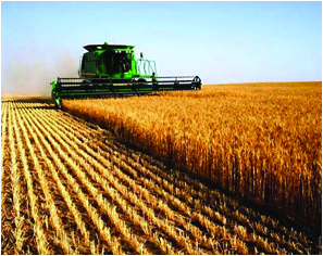 A combine harvester does the cutting, threshing and cleaning of a whole field with one machine.