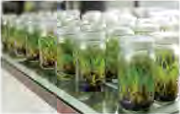 Plants raised by tissue culture, growing on nutrient medium inside sealed glass jars in the laboratory.