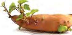 Buds and green shoots rising straight out of a stored sweet potato root, on the strength of the food kept inside it.