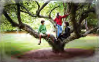 Children high in the branches of a tree: each branch is one step higher, just as the speaker imagines.