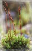 Moss: a bryophyte whose body is divided into rhizoid, stem and simple leaf.